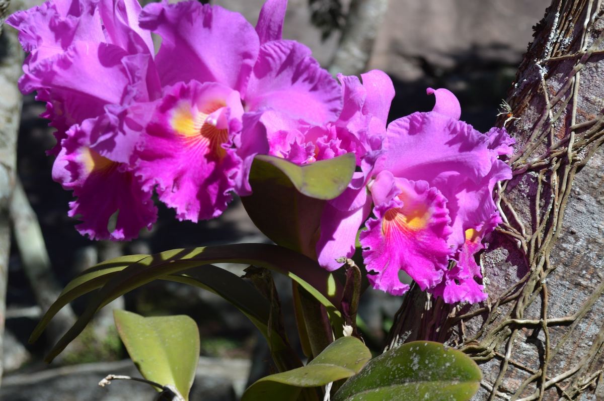 Orquídeas em flor